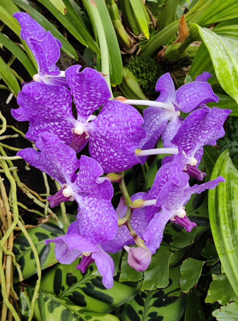 Purple Vanda Orchids